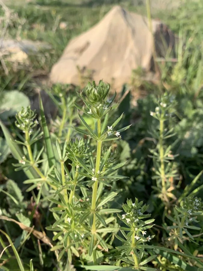 Galium tricornutum