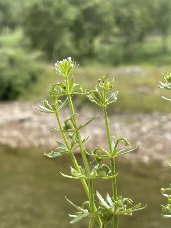 Galium tricornutum