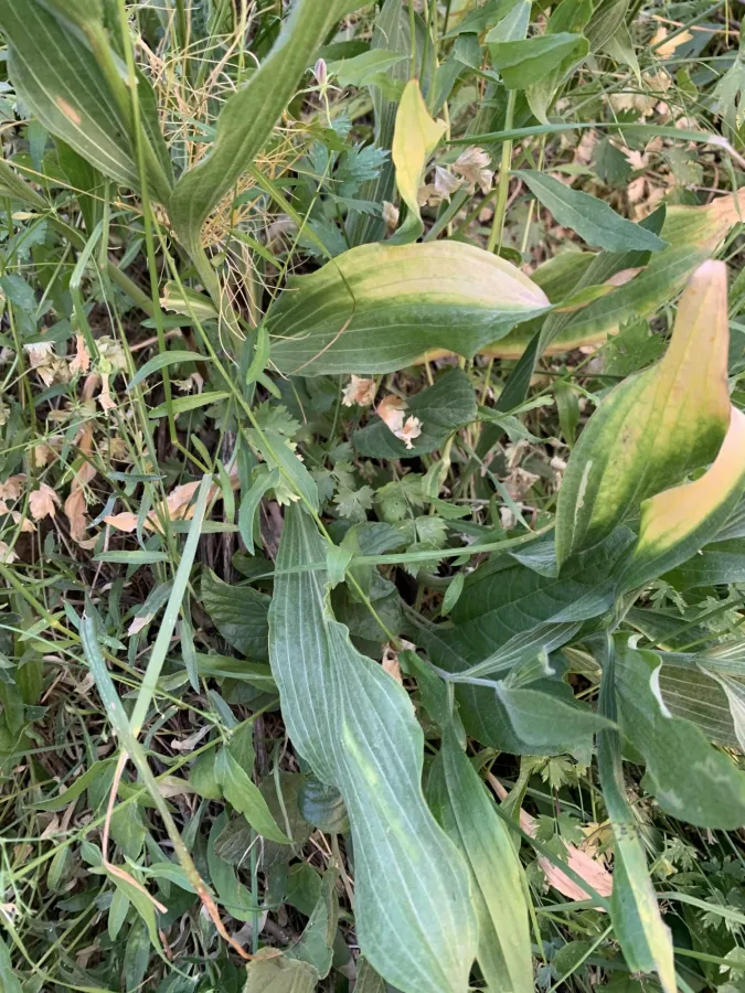 Gelasia latifolia