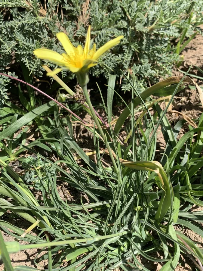 Gelasia ramosissima