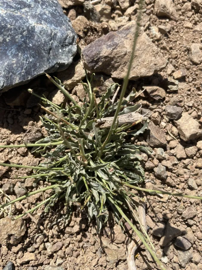 Gelasia ramosissima