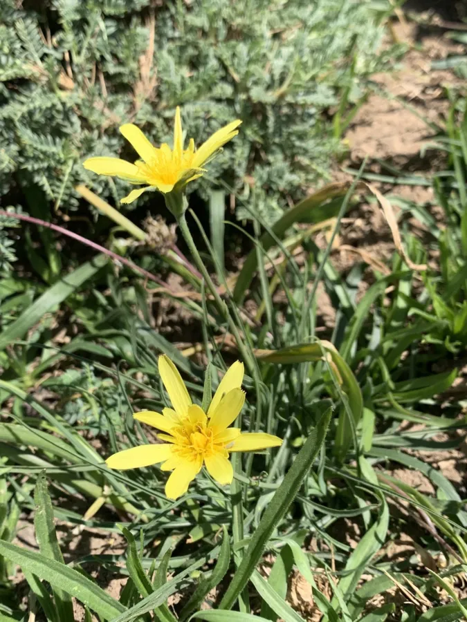 Gelasia ramosissima