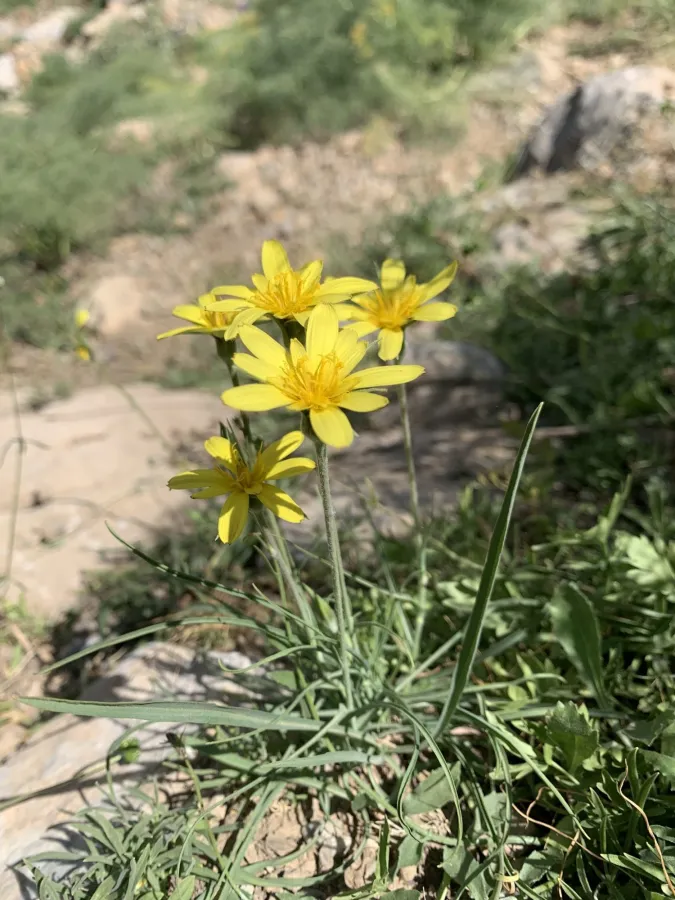 Gelasia ramosissima