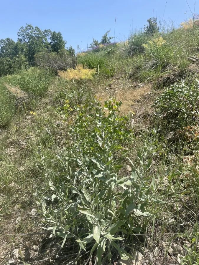 Gelasia veratrifolia