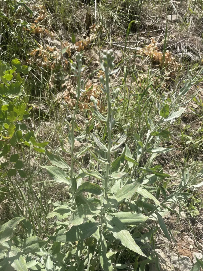 Gelasia veratrifolia