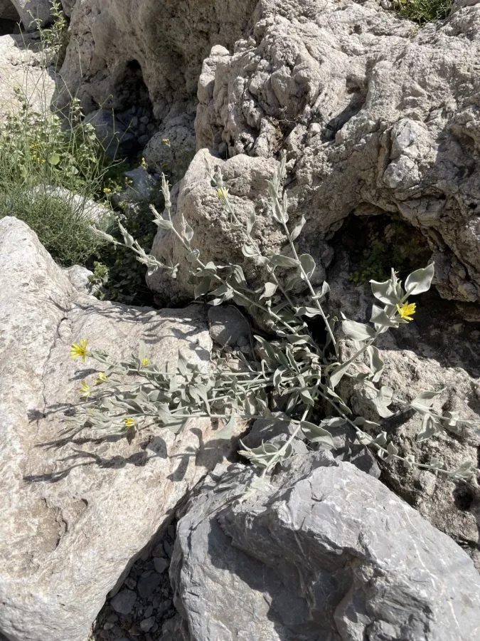 Gelasia veratrifolia