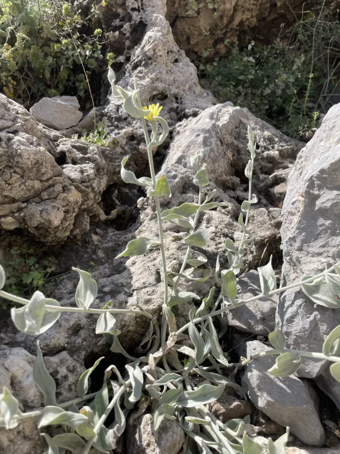 Gelasia veratrifolia