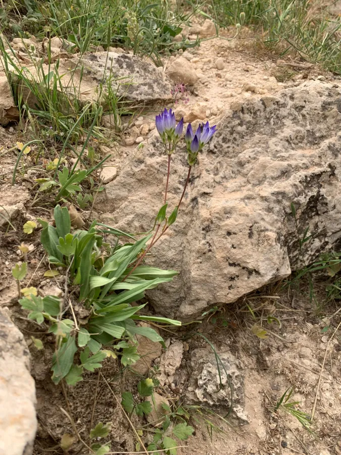 Gentiana olivieri