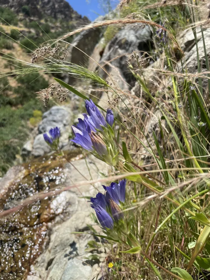 Gentiana olivieri