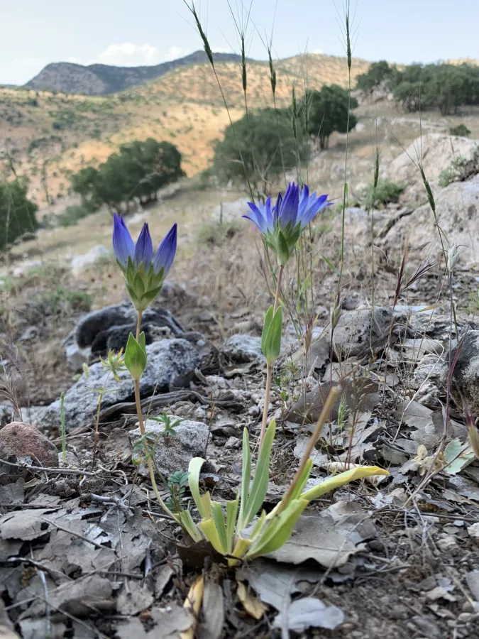 Gentiana olivieri