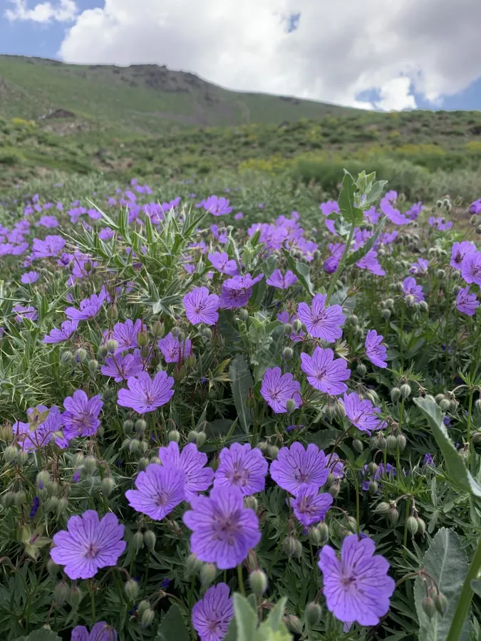 چاڤچیلوکا کوردان