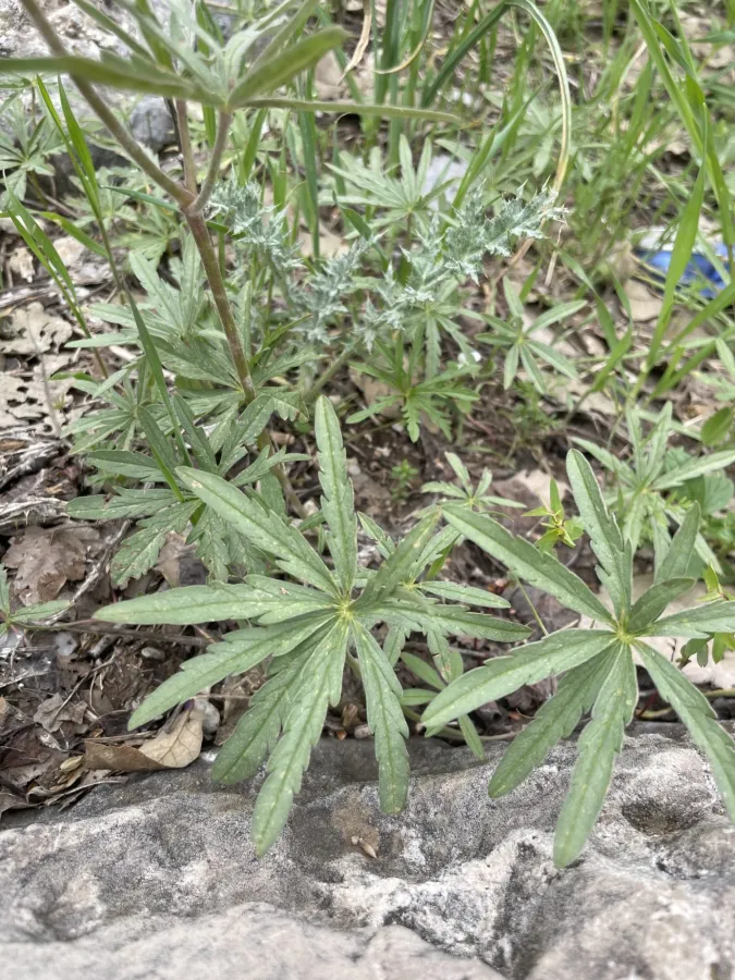 Geranium linearilobum