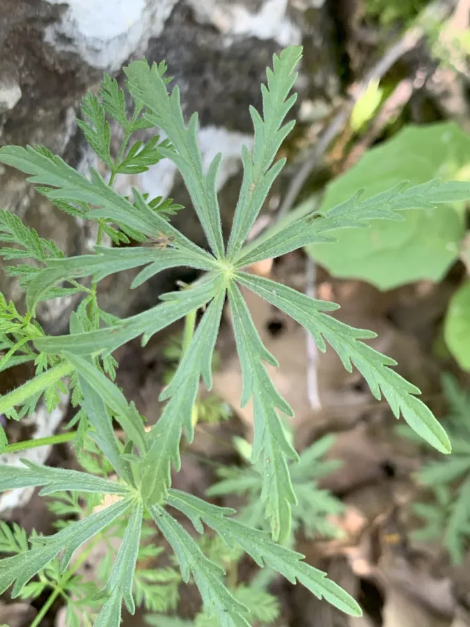 Geranium linearilobum