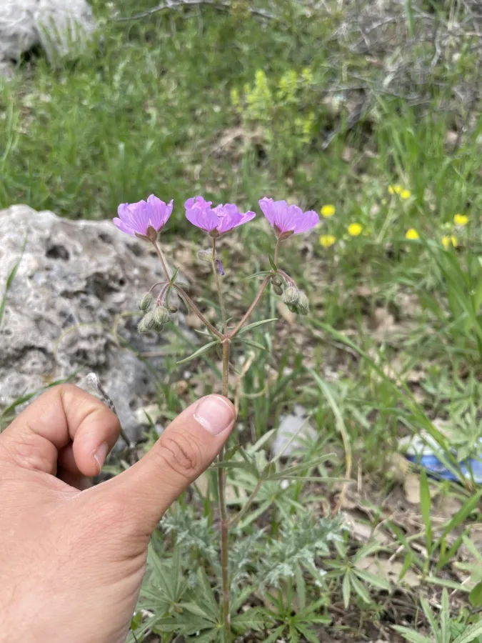 Geranium linearilobum