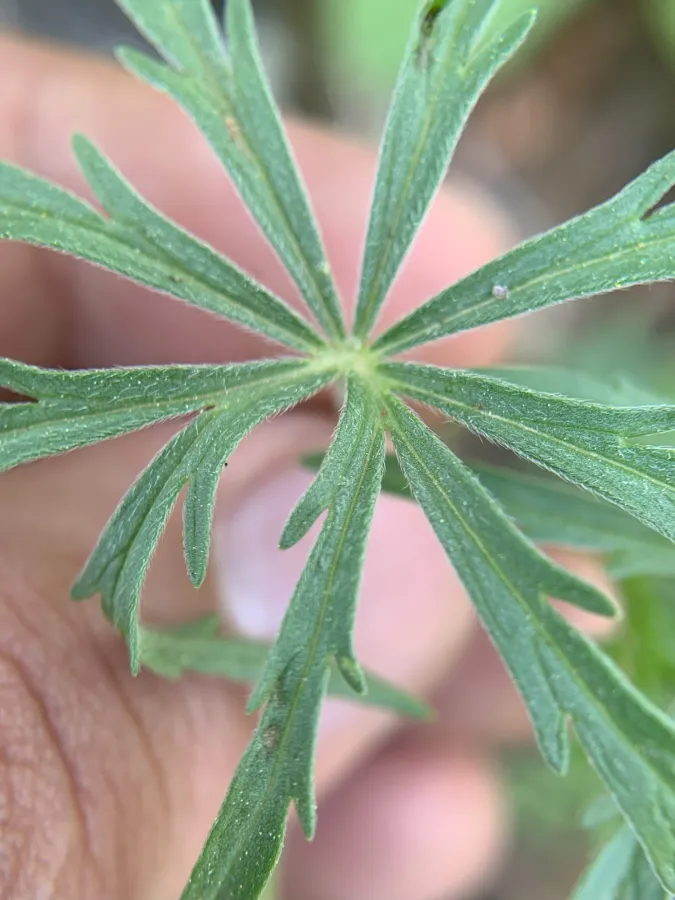 Geranium linearilobum