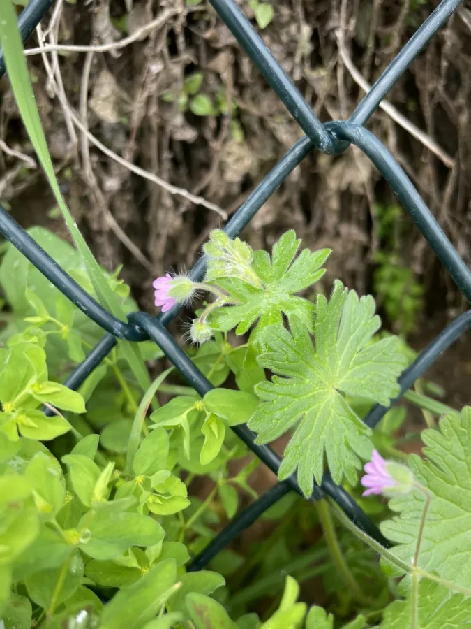 Geranium molle