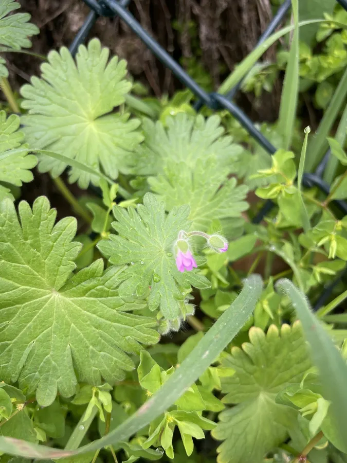 Geranium molle