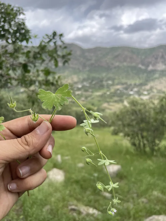 Geranium molle