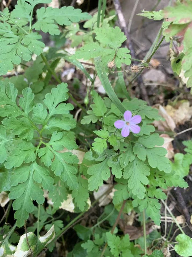 Geranium purpureum