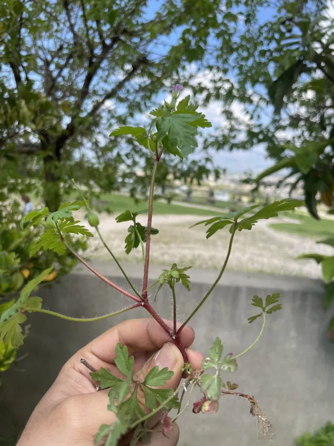 Geranium purpureum