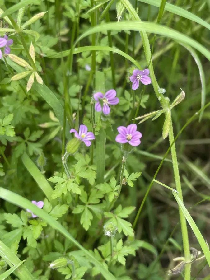 Geranium purpureum