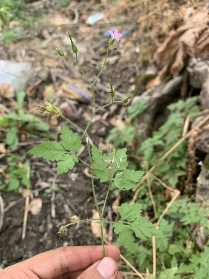 Geranium purpureum