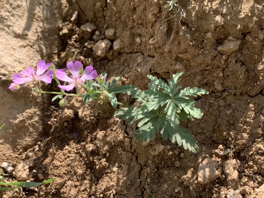 گولە دەرزیڵەی لوودار