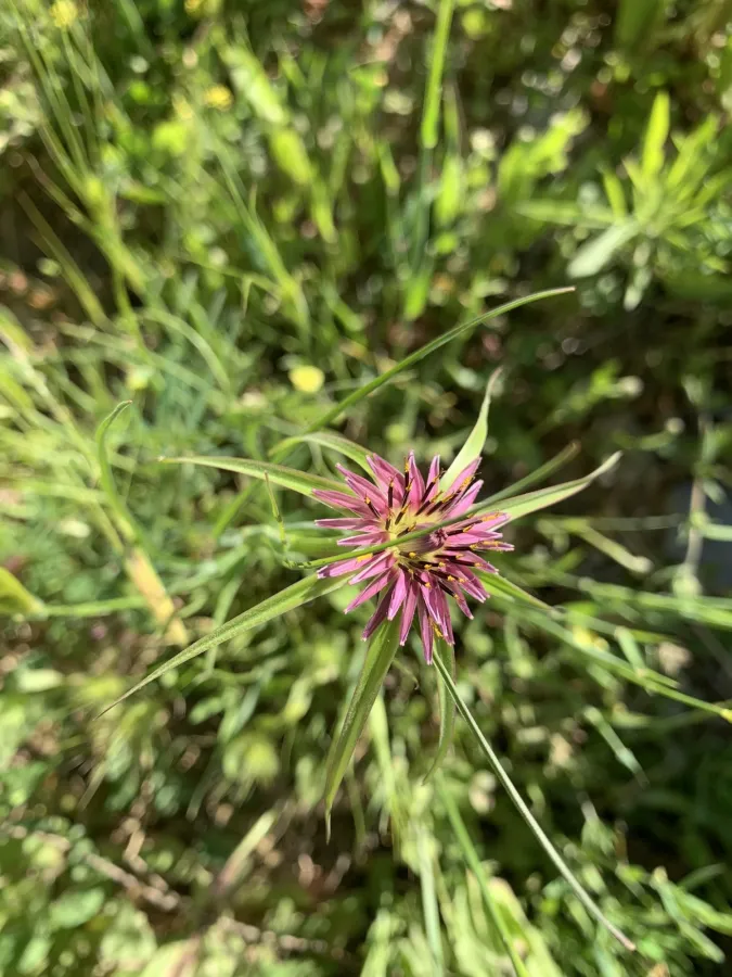 Geropogon hybridus