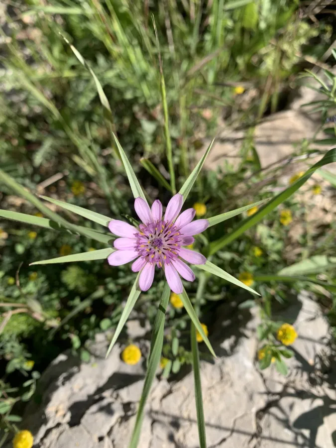 Geropogon hybridus