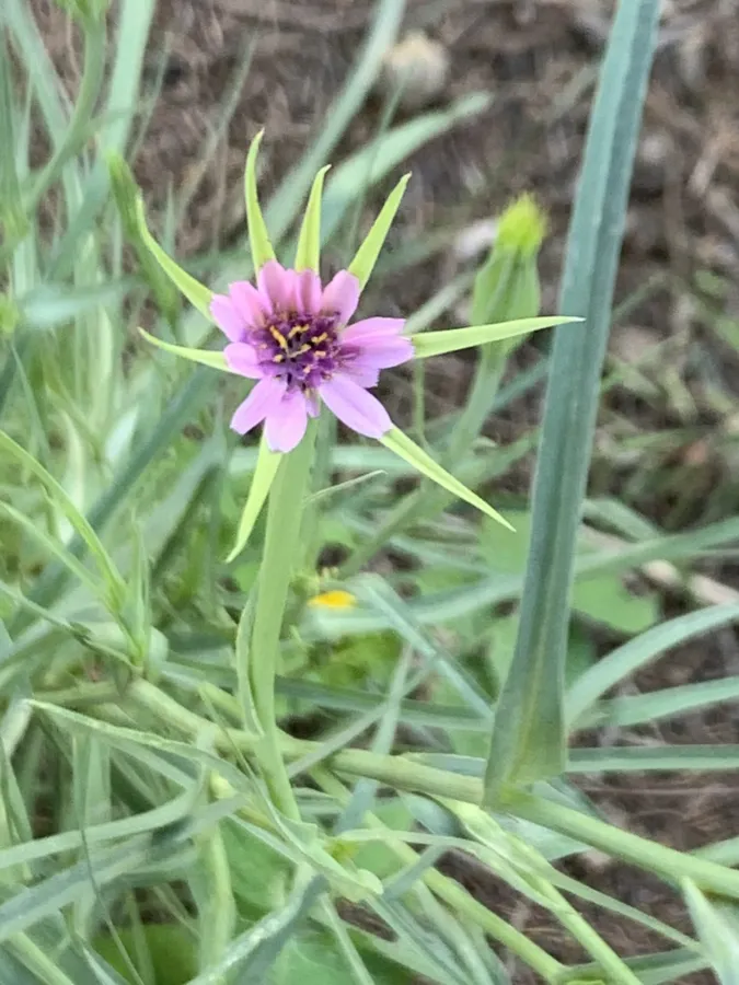 Geropogon hybridus