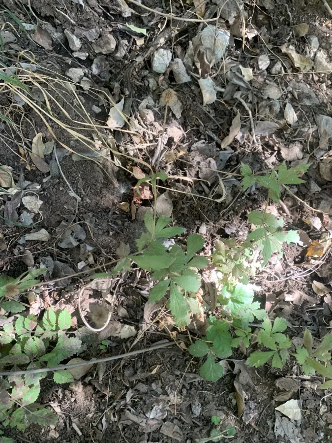 Geum urbanum