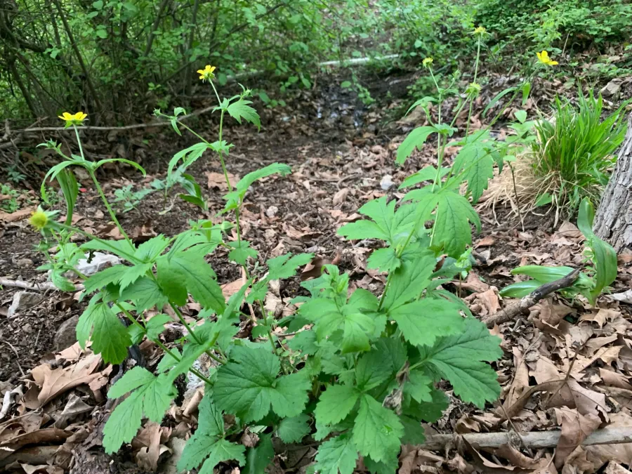 Geum urbanum