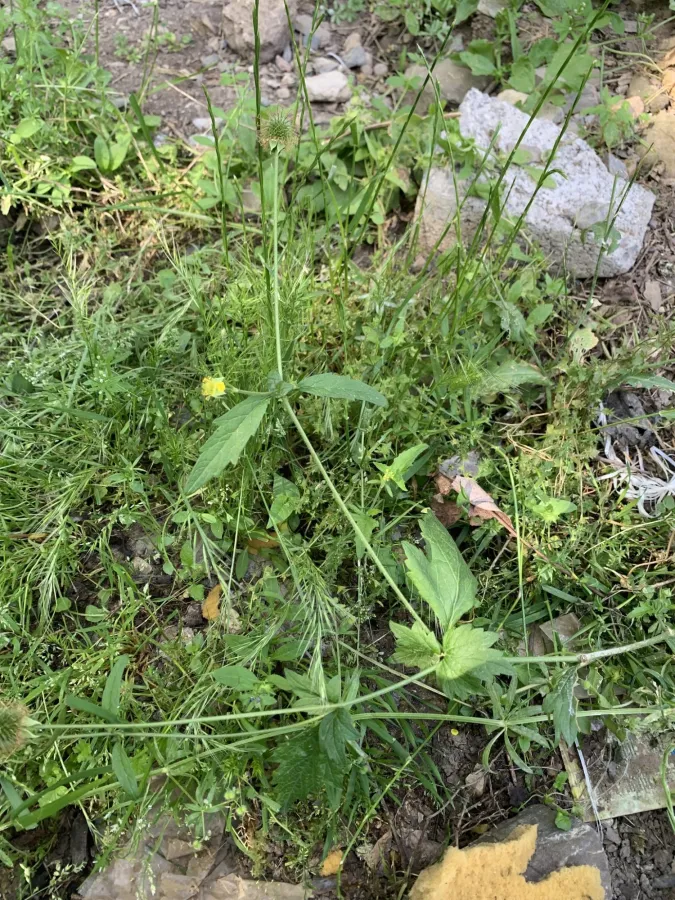 Geum urbanum