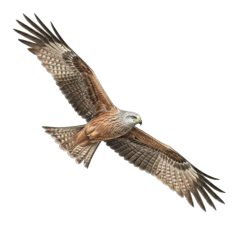 Black Kite