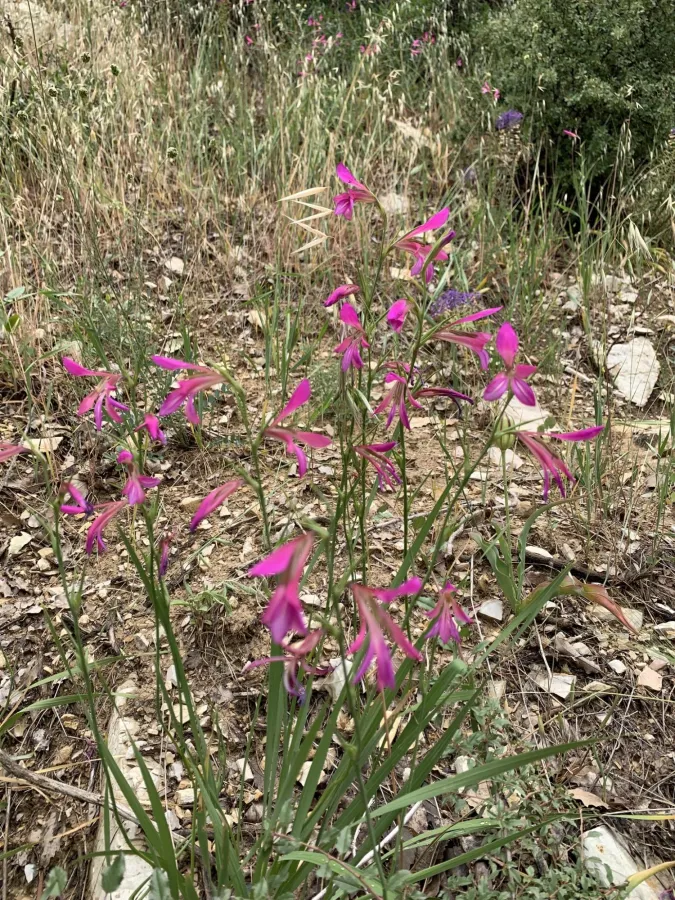 Gladiolus italicus