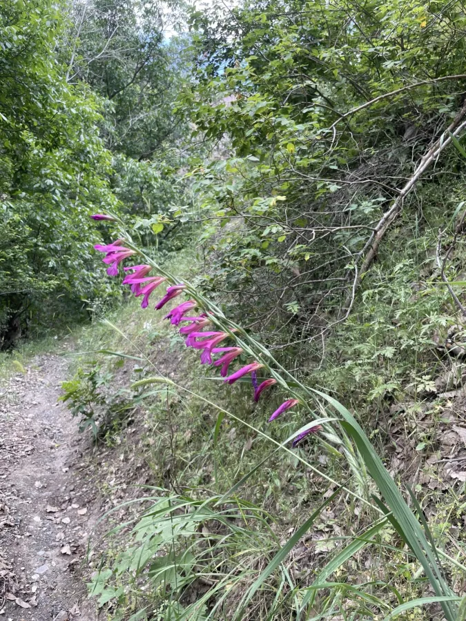 Gladiolus italicus
