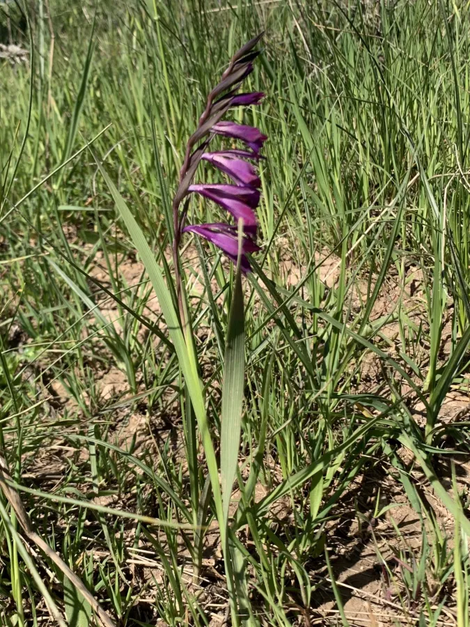Gladiolus italicus
