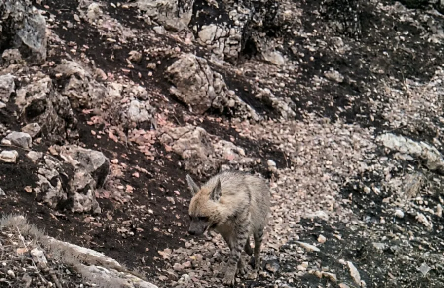 Striped Hyena