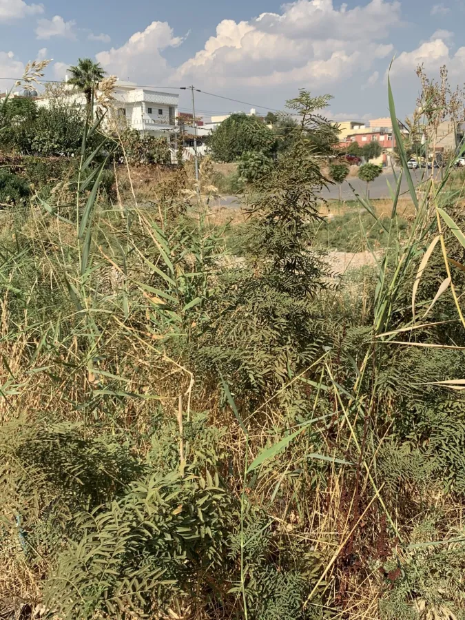 مه لیم، میکوک، میکوک ره ها (دەشتی نەینەوا)