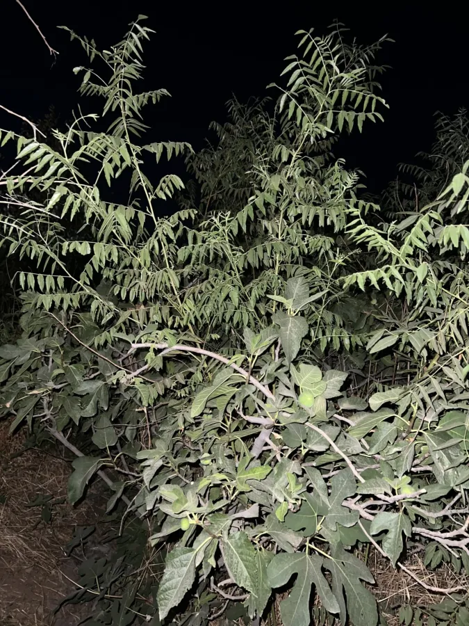 مه لیم، میکوک، میکوک ره ها (دەشتی نەینەوا)