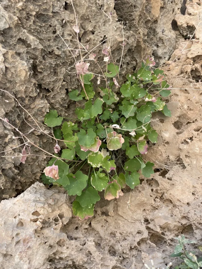 Graellsia longistyla