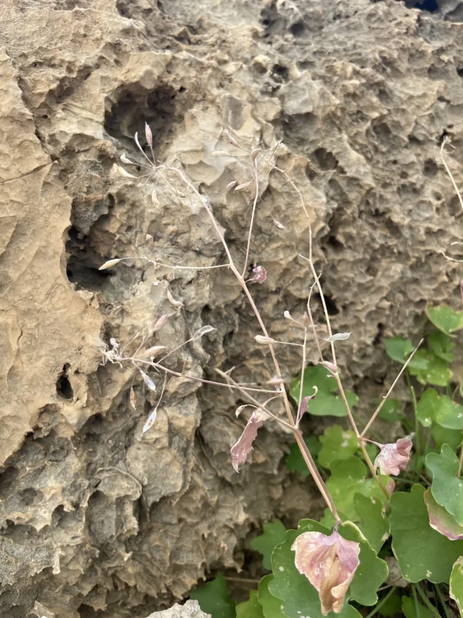 Graellsia longistyla