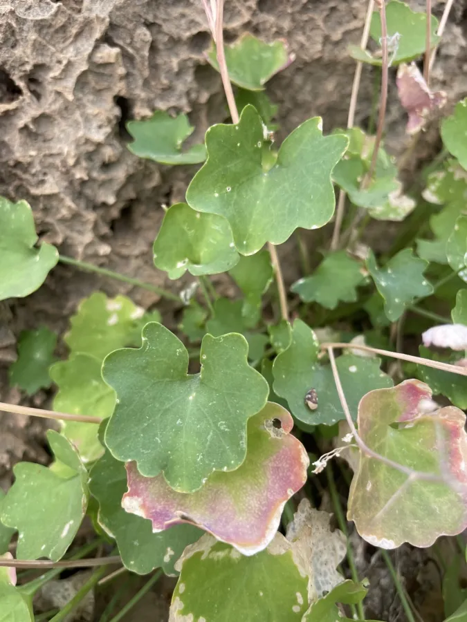 Graellsia longistyla