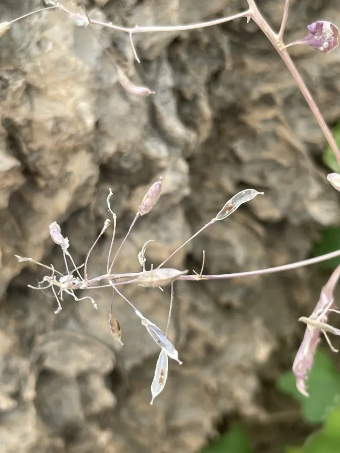 Graellsia longistyla