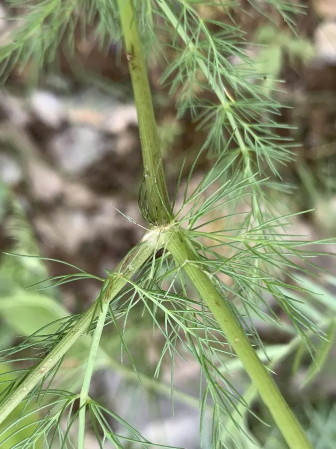 Grammosciadium macrodon