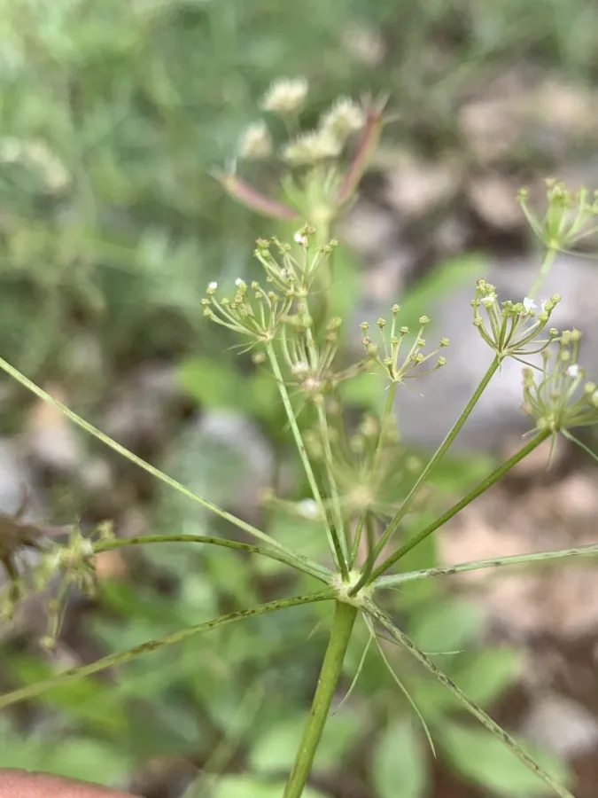 Grammosciadium macrodon