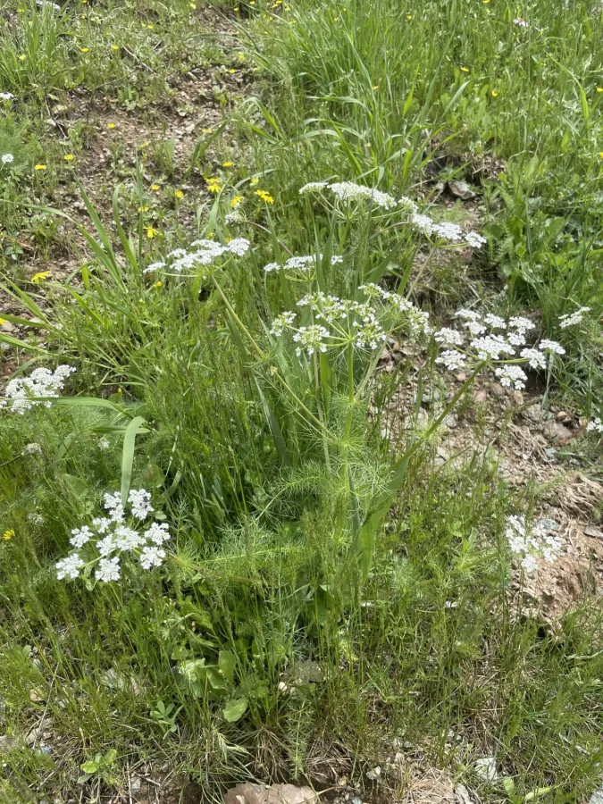 Grammosciadium scabridum