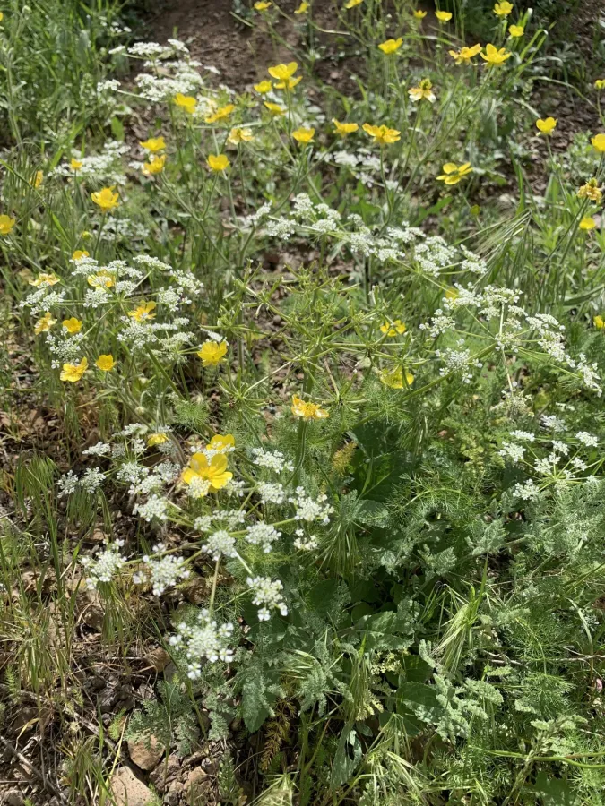 Grammosciadium scabridum
