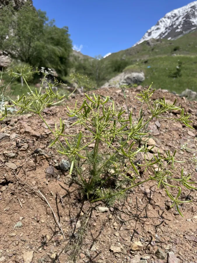 Grammosciadium scabridum