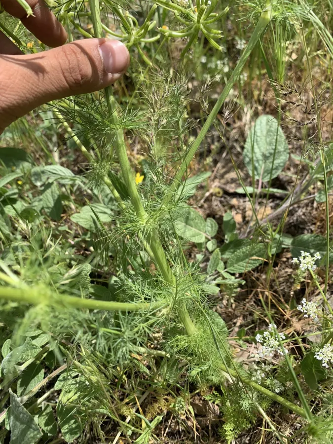 Grammosciadium scabridum